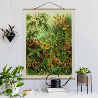 home24 Stoffbild Vintage Lehrtafel Moos
