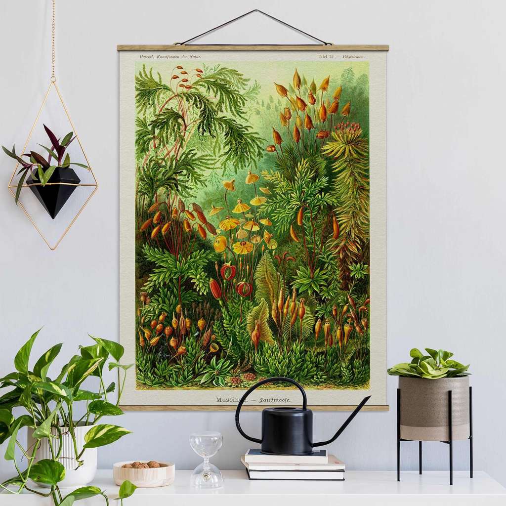 home24 Stoffbild Vintage Lehrtafel Moos