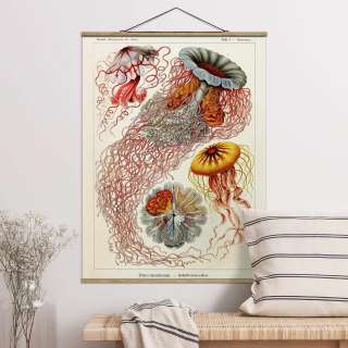 home24 Stoffbild Vintage Lehrtafel Quallen I