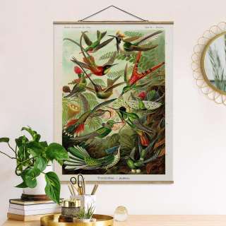 home24 Stoffbild Vintage Lehrtafel Kolibris