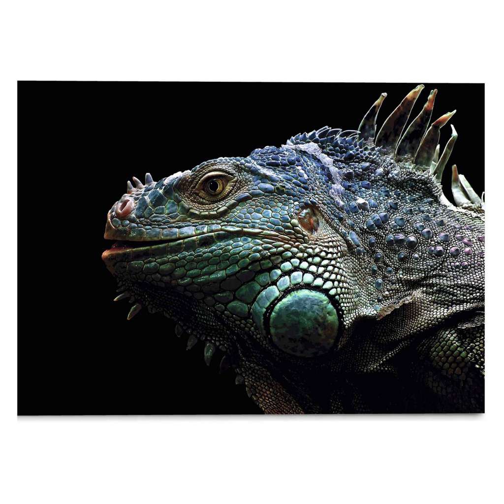 home24 Glasbild Leguan Christian Meermann