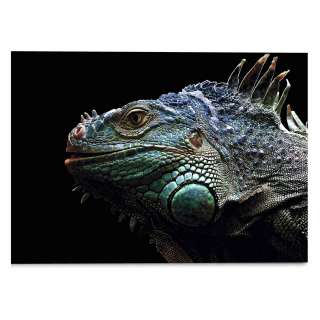 home24 Glasbild Leguan Christian Meermann