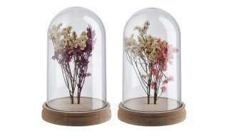 Trockenblume in Glasglocke, sortiert ¦ mehrfarbig ¦ Glas , Naturprodukte, Holz Ø: 11.5 Dekoration > Kunstblumen - Höffner