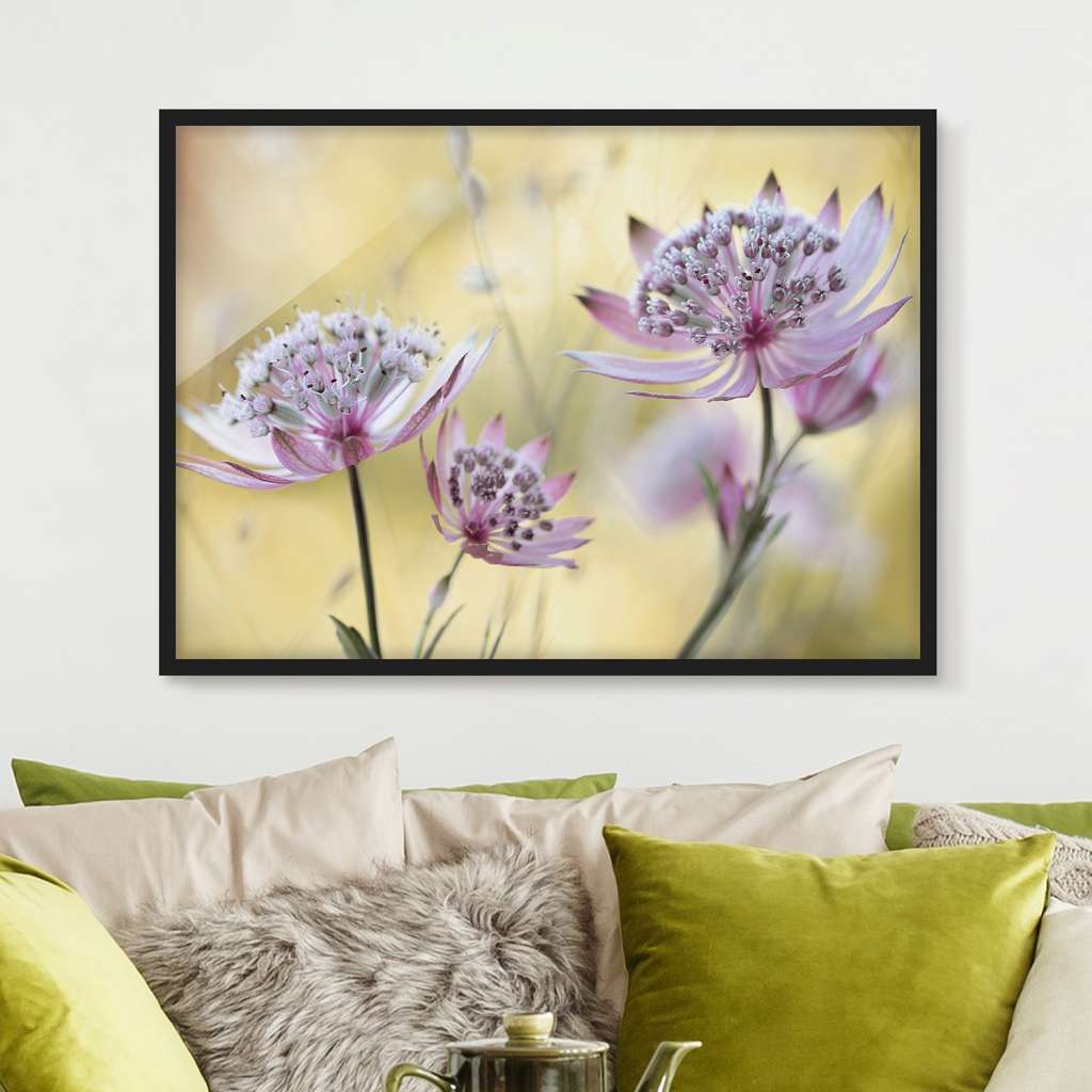 home24 Bild Astrantia Major V