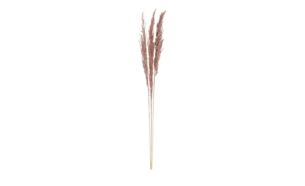 Pampaswedel, 3er-Bündel ¦ rosa/pink ¦ Naturprodukte Ø: 10 Dekoration > Kunstblumen - Höffner